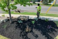 tree-maintenance-new-tree-planting