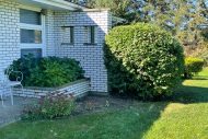 trimmed-trees
