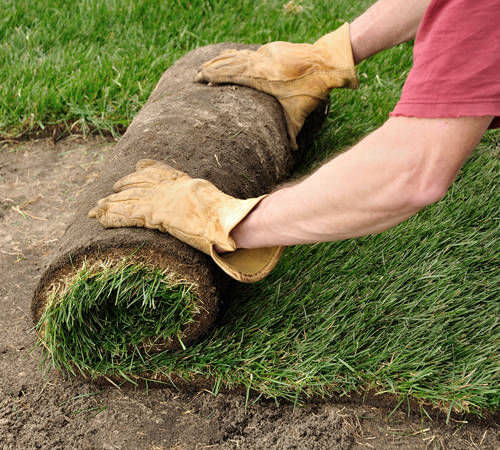 Sod Landscaping 500x450 500x450