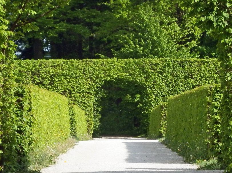 Privacy hedge