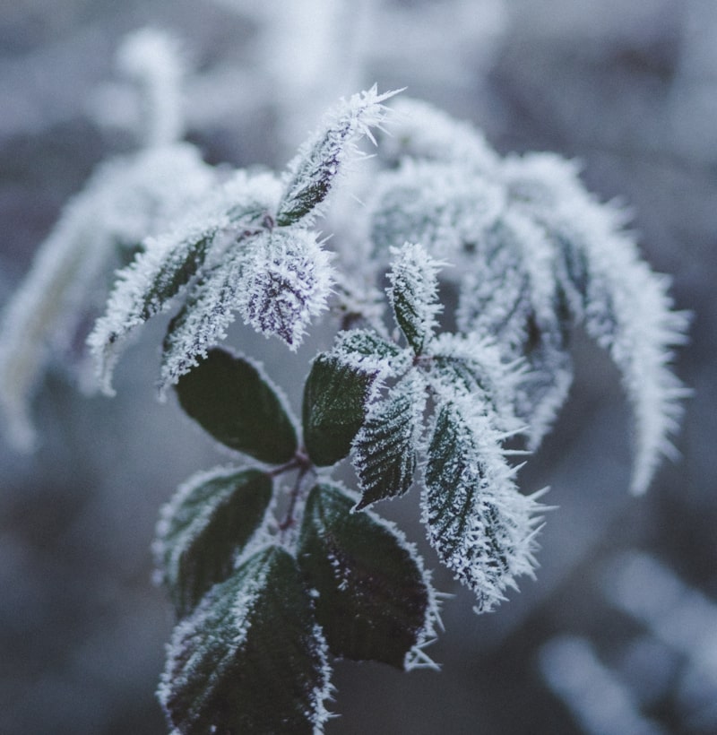 ice-on-plant-leaves-min