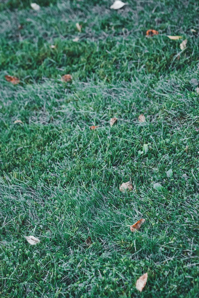 Overly moist grass bed