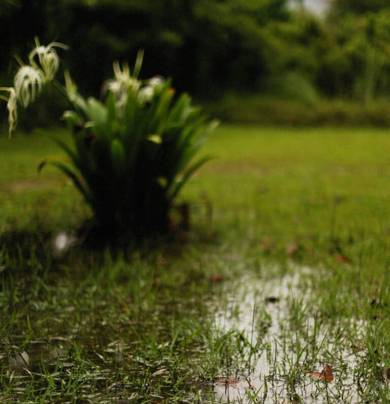 How To Deal With a Waterlogged Lawn After Winter